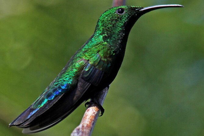 st-martin-st-maarten-small-group-birding-tour-bird-watching-tour