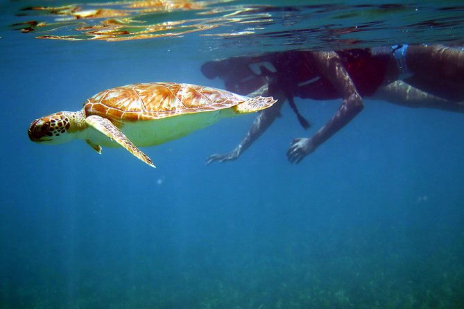 st-thomas-sea-turtle-snorkel-kayak-adventure-tour