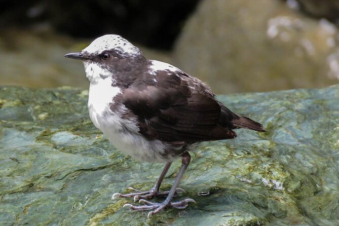 sta-rita-waterfall-observation-of-endemic-birds