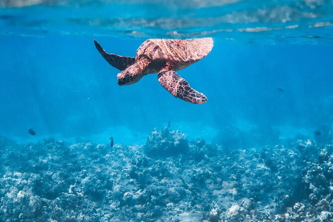 summer-morning-express-snorkel-adventure-off-kaanapali-beach