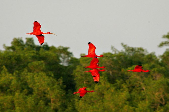sunset-boat-tour-into-caroni-wetlands