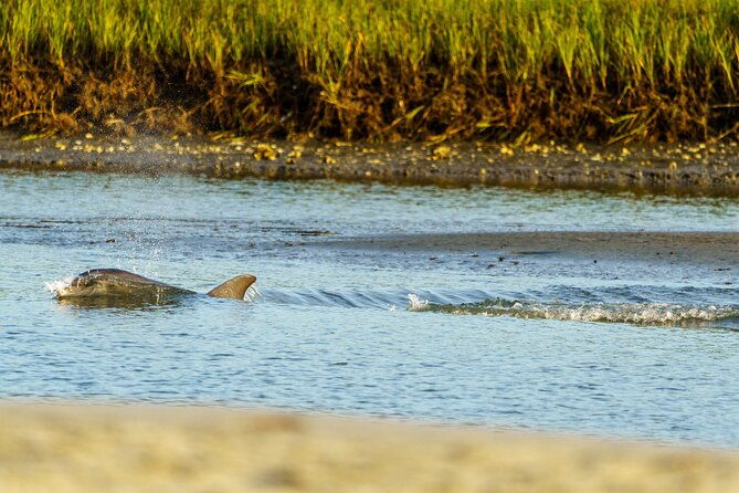 sunset-dolphin-eco-tour