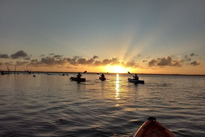 sunset-kayaking-tour-at-manatee-cove-with-manatee-dolphin-sightings-2