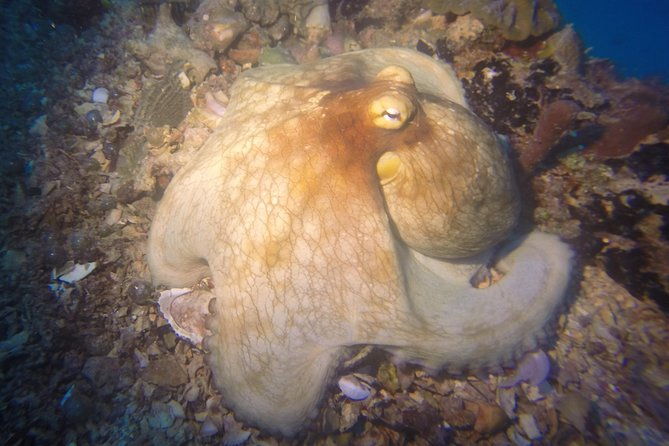 sunset-night-dive-for-certified-divers-in-st-thomas