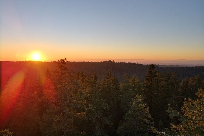 sunset-tree-climb-at-silver-falls-state-park