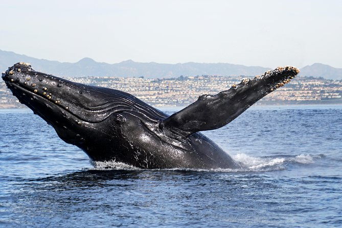 supreme-2hr-whale-dolphin-watching-newport-beach-6-person-max