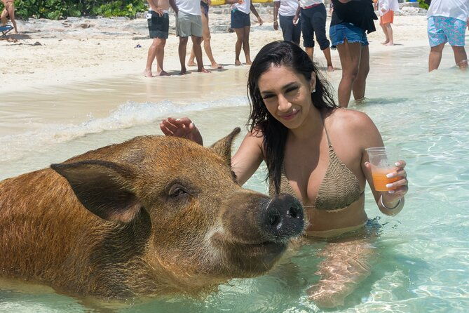 swim-with-famous-pigs-at-rose-island