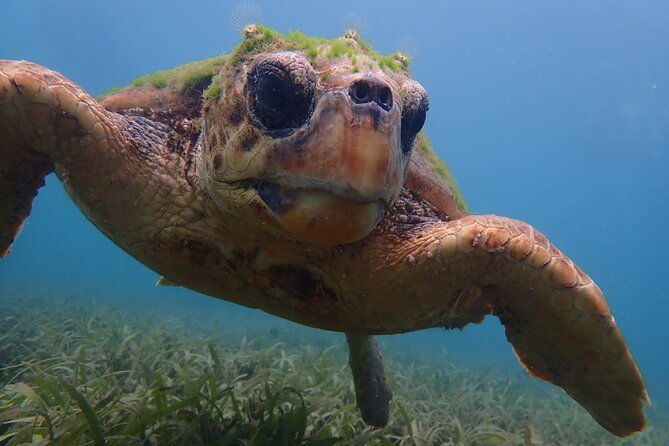 swim-with-turtles