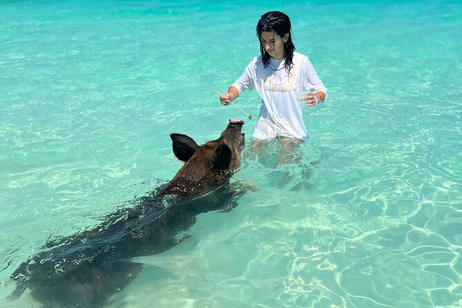 swimming-pigs-with-pickup-pig-cant-fly-but-they-do-swim