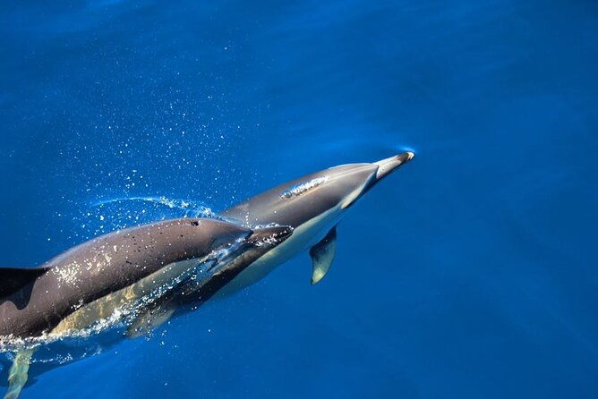 swimming-with-dolphins-in-terceira-island