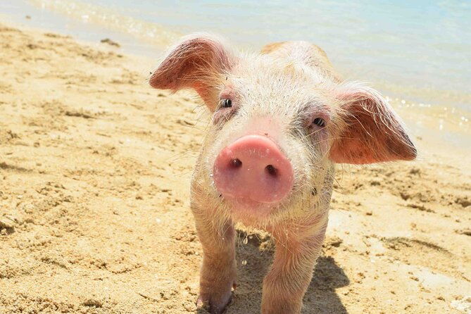 swimming-with-pigs-in-nassau-transportation-included