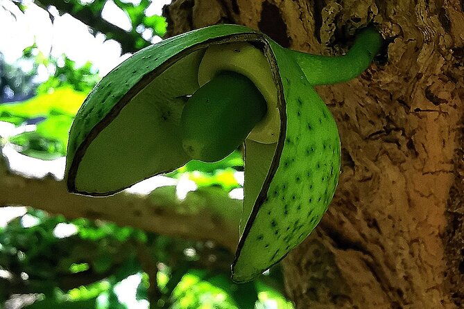 taino-valley-tropical-park-puerto-plata-tubagua