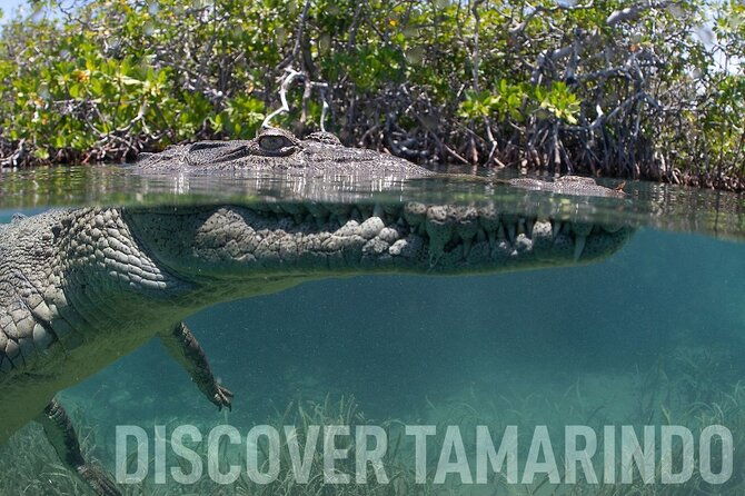 tamarindo-estuary-tour