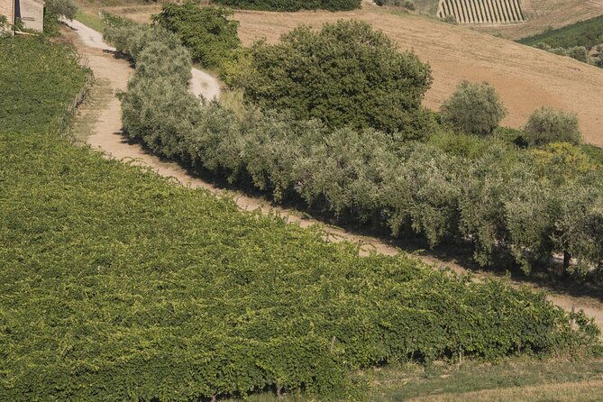 tasting-of-rosso-piceno-doc-superiore-villa-pigna-winery