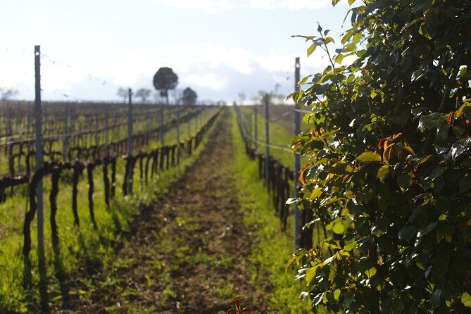 tasting-selection-of-4-wines-in-montefalco