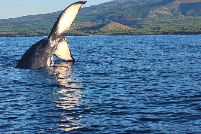 the-best-8-am-1-5-hour-whale-watching-tour