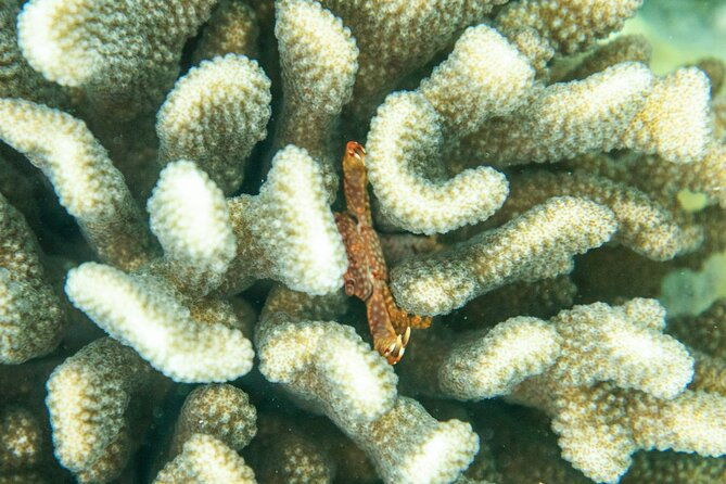 the-best-maui-3-hour-molokini-and-turtle-town-snorkel-2