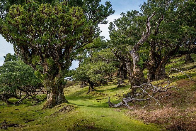the-fanal-forest-by-feeling-madeira