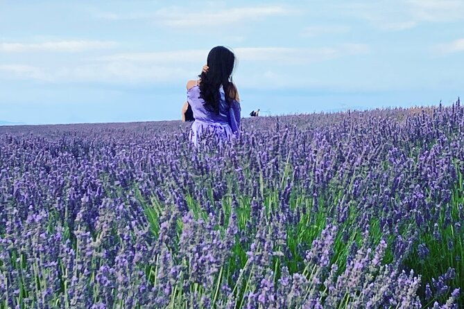 the-lavender-tour-from-marseille-or-aix-en-provence