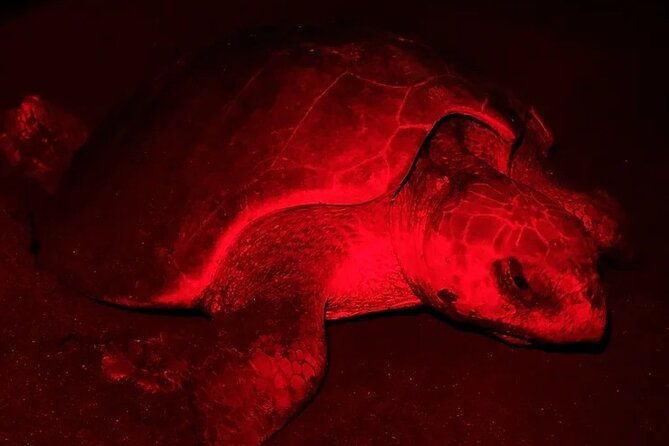 the-majestic-green-turtle-nesting-tour