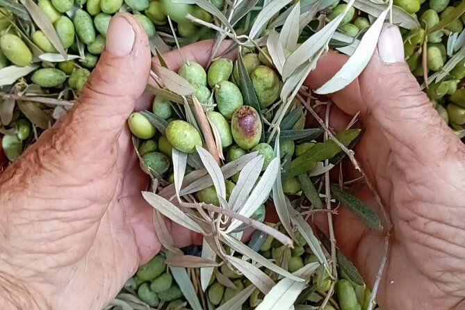 the-olive-oil-experience-lefkada-micro-farm-2