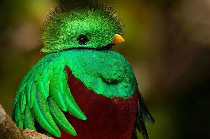 the-quetzal-tour-in-monteverde