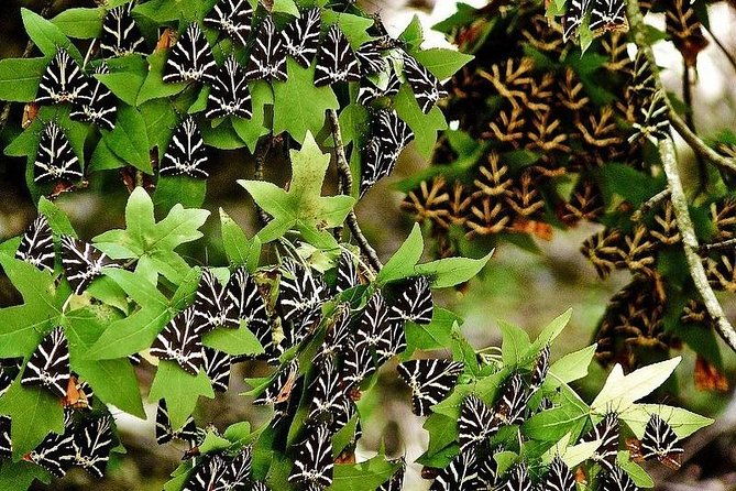 the-valley-of-butterflies-and-halki-day-tour