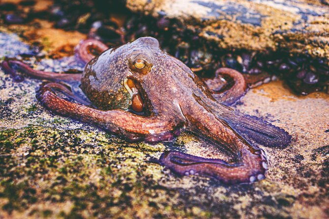 tide-pool-safari-in-monte-clerigo-beach