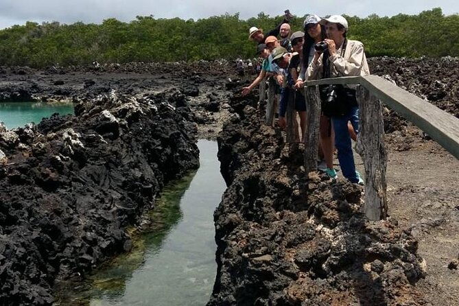 tintoreras-islet-tour-from-isabela-hiking-snorkeling