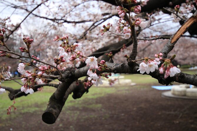 tokyo-hikarigaoka-park-photo-shooting