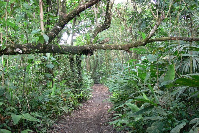 tortuguero-classics-2-tours-canoe-and-day-hike