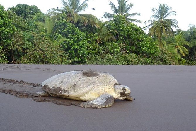 tortuguero-most-popular-canoe-and-night-tour-jul-oct-turtle