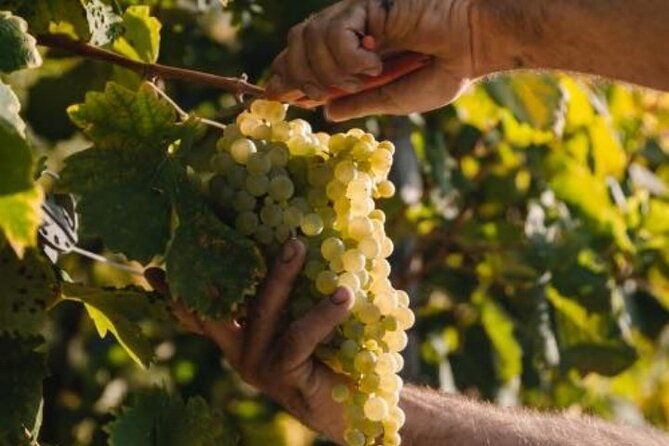 tour-in-the-prosecco-hills-tour-from-padua