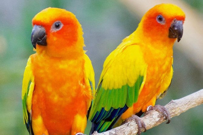 tour-to-and-from-the-aviary