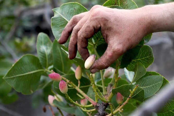 tour-with-tasting-in-the-bronte-pistachio-plantations