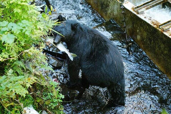 traitors-cove-bear-viewing-in-ketchikan-alaska-2