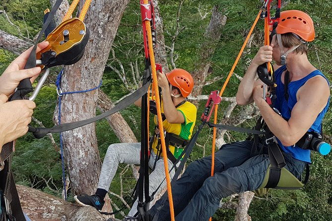 tree-climbing-in-the-amazon