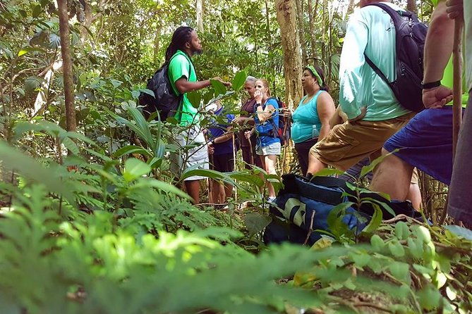 tropical-rain-forest-explorer-hike-in-st-kitts