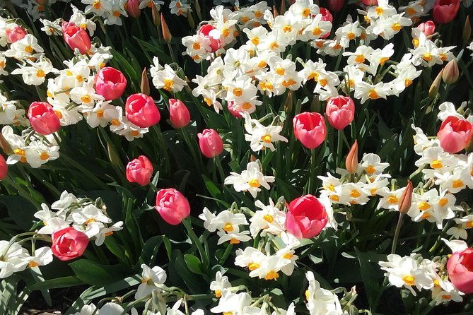 tulip-festival-and-skagit-valley-tour