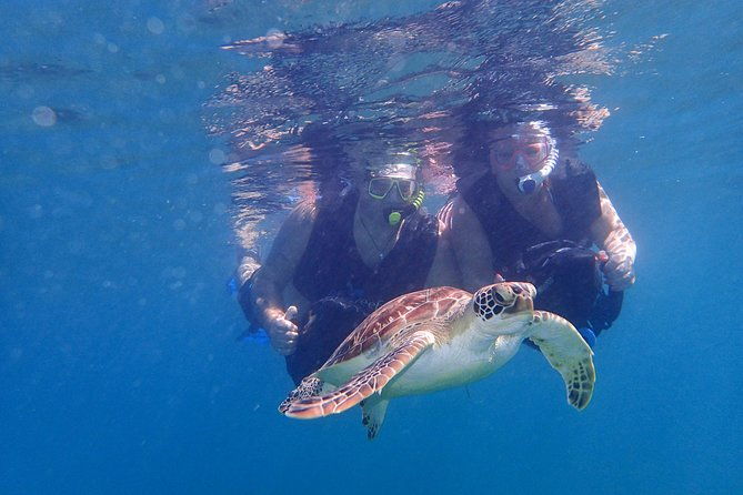 turtle-beach-power-snorkeling-adventure-pickup-excluded