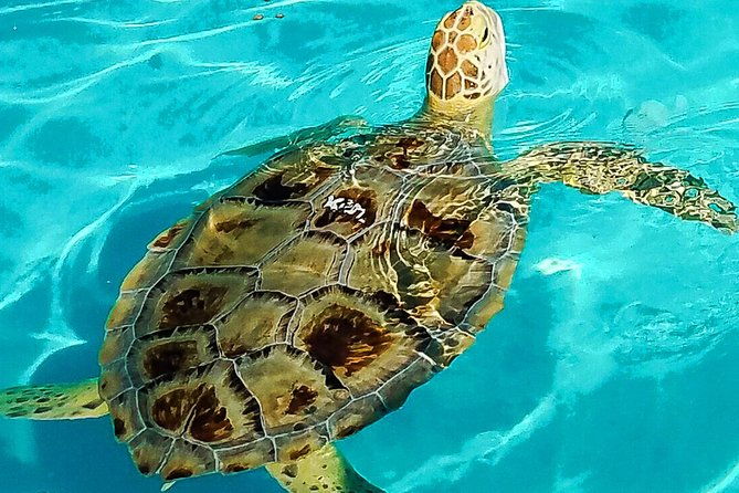 turtle-hospital-and-lower-florida-keys-day-trip-from-key-west