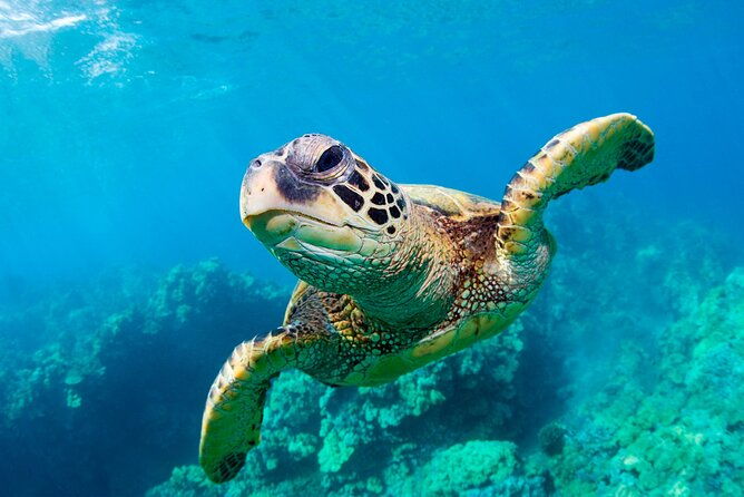 turtle-spotting-cruise-in-zakynthos-on-a-glass-bottom-vessel