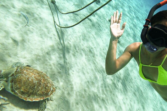 turtle-swim-at-turtlebay-visit-flamingos-knipbeach-safari-truck
