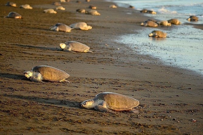 turtle-tour-near-samara-beach