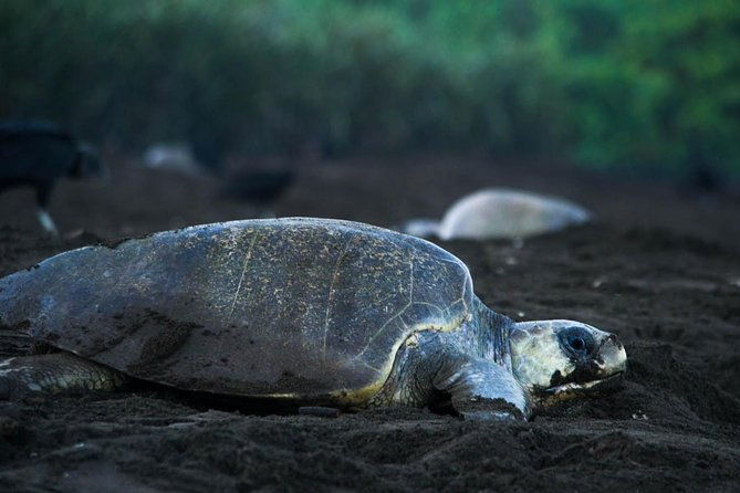 turtle-tour