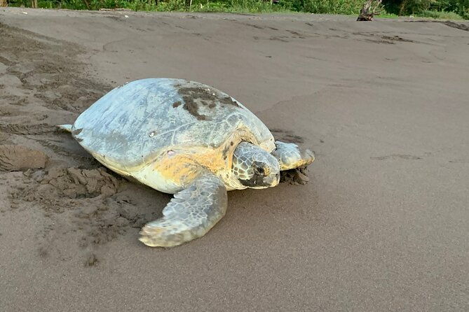 turtle-watching-in-their-natural-habitat-in-tortuguero