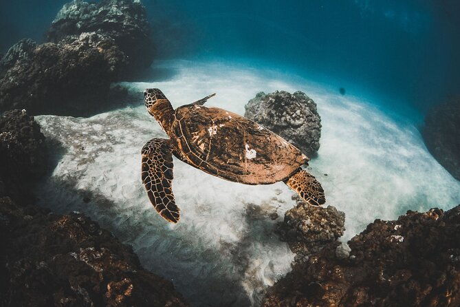 turtles-tacos-luxury-catamaran-snorkel