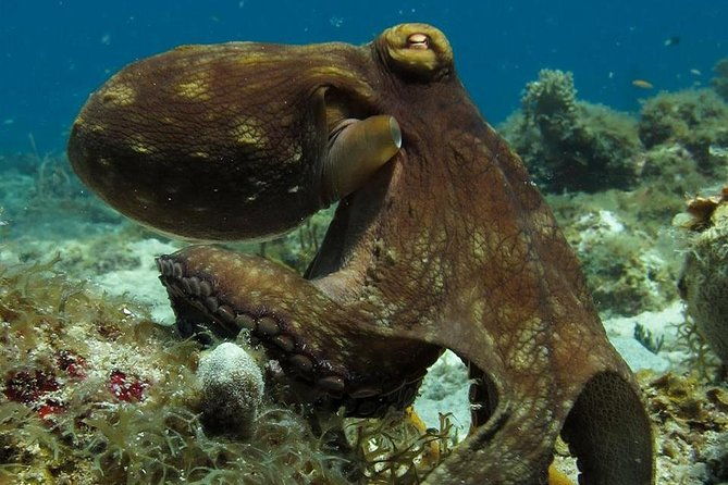 two-tank-dive-for-certified-diving-in-st-thomas