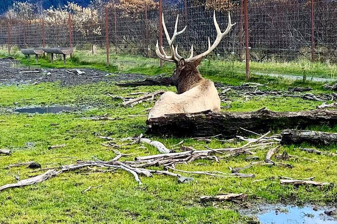 ultimate-anchorage-summer-wildlife-tour-2