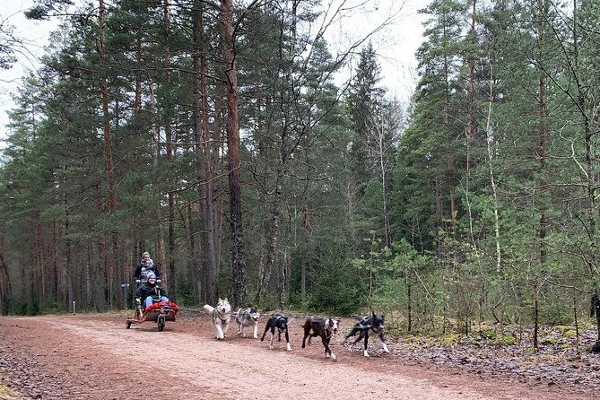 ultimate-husky-dog-sledding-experience-in-latvia-private-tour-from-riga